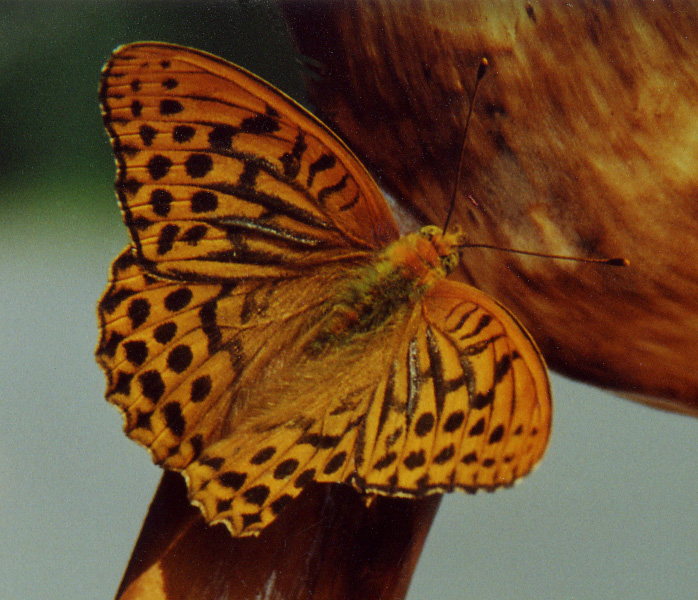 Argynnis aglaja