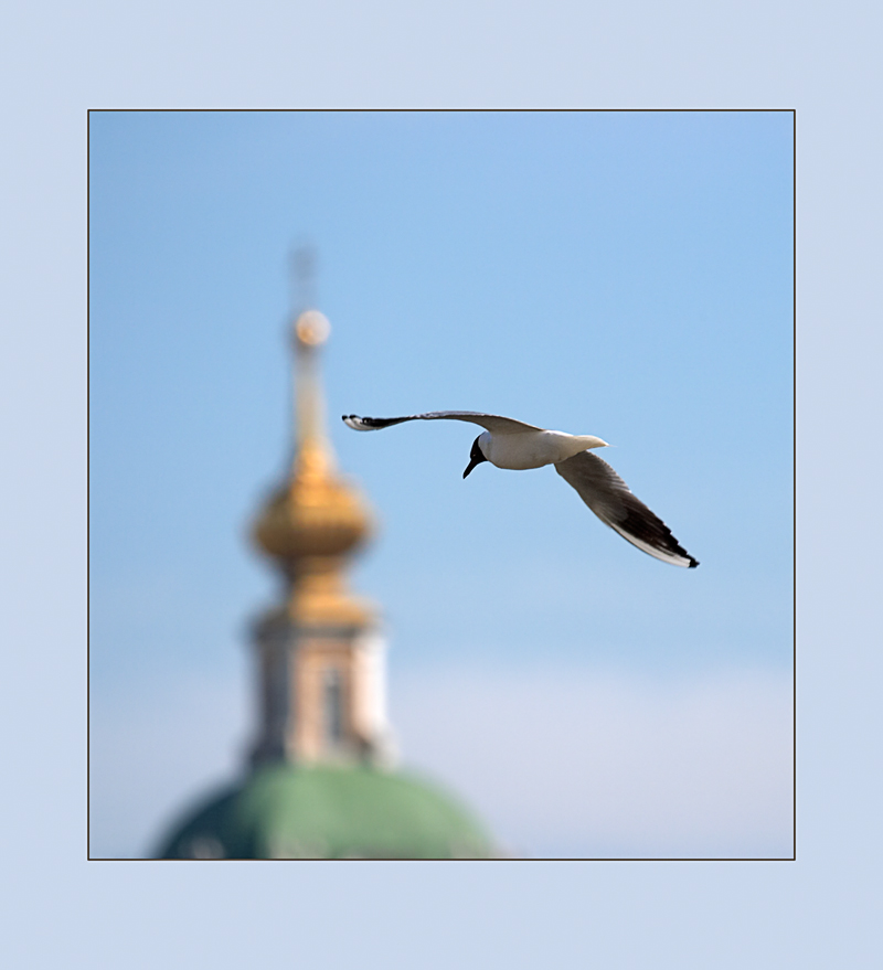 Птицы над городом
