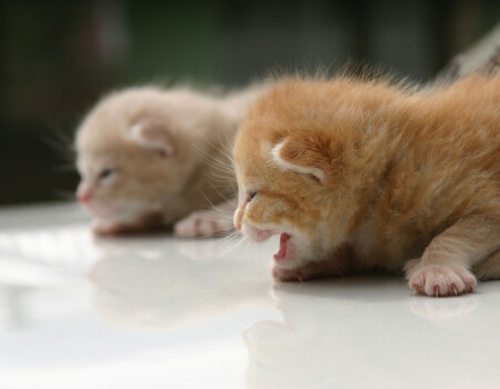 Слепая ярость