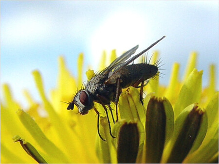 Насекомец [1]