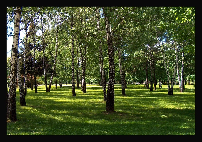 Берёзовая роща