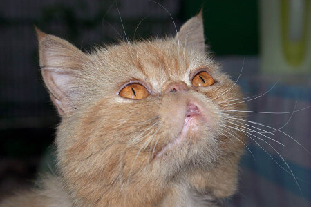 Сковородкой по роже? Опять?!