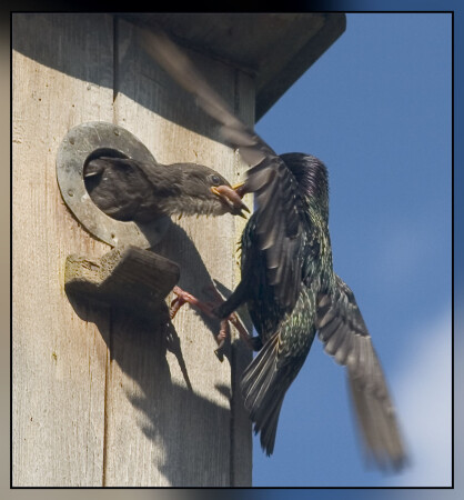 Наконец-то кормёжу принесли.