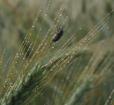 Пожиратель жемчуга