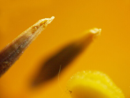 Самые кончики