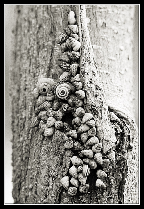 INVASION