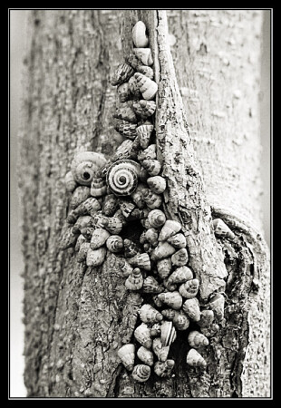 INVASION