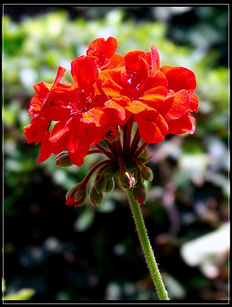 Flor
