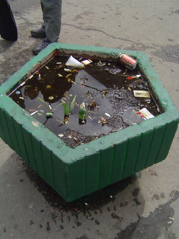 Городские цветы