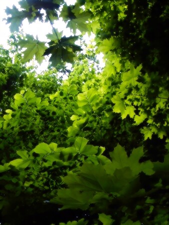 В зеленой глубине начала лета