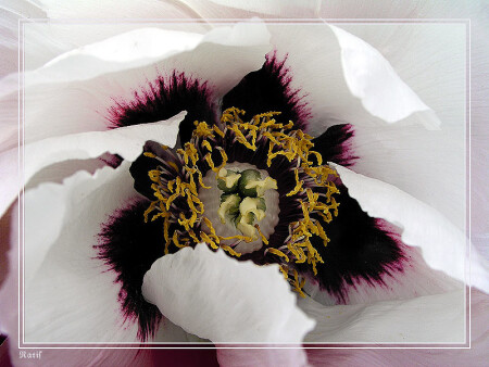 Крылья пиона