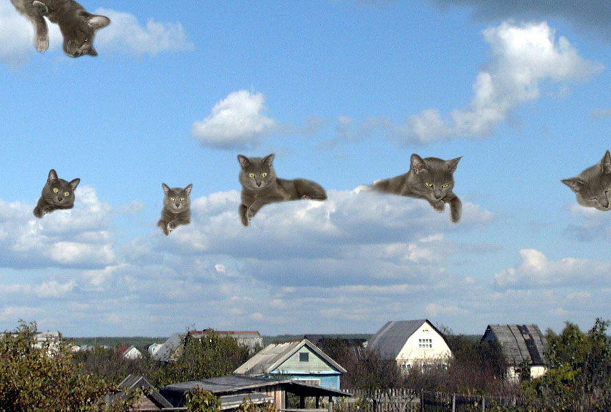 коты прилетели