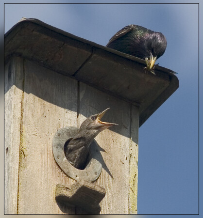 Сегодня в меню...