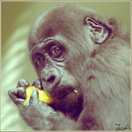 *** Взгляд... ***