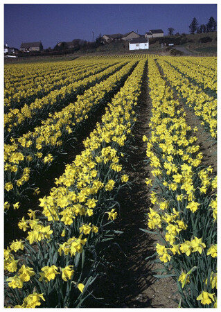 Spring in Scotland