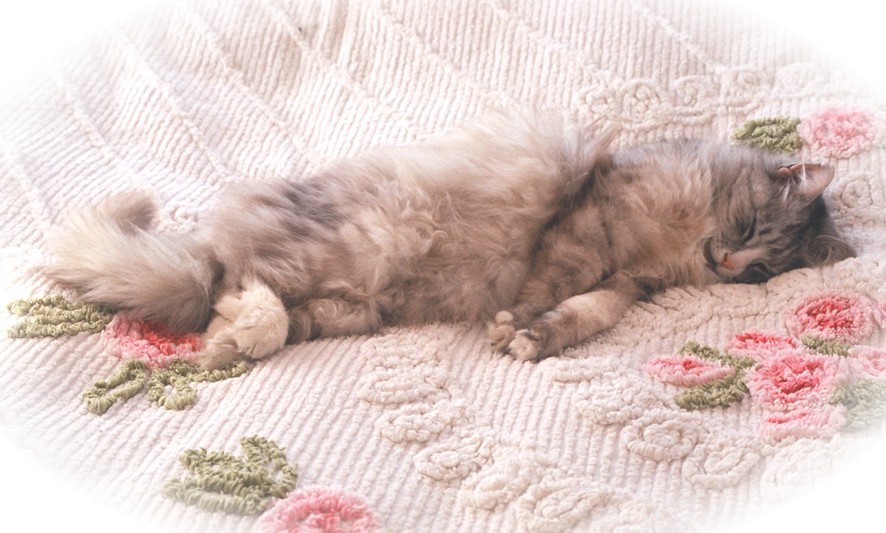 моё животное