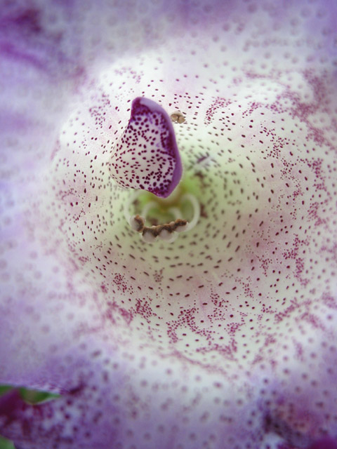 Flower Inside