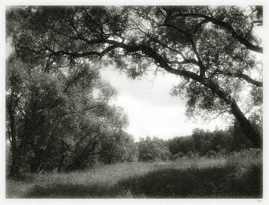 Brilliant Trees