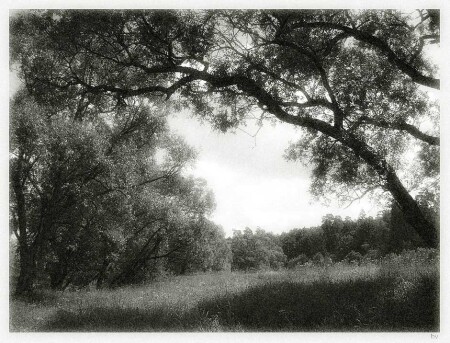 Brilliant Trees