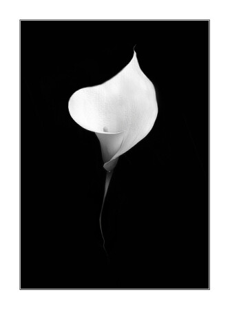 Calla
