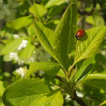 Принеси мне хлеба...