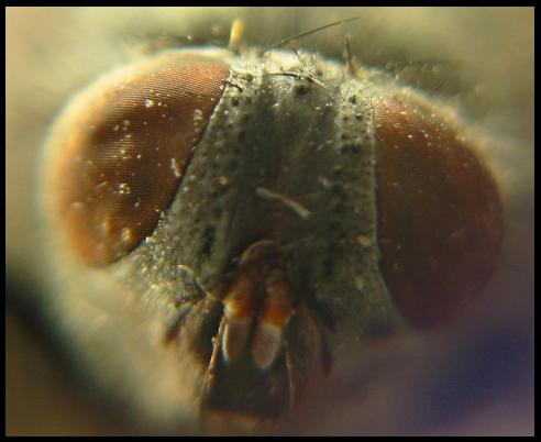 Bzzz