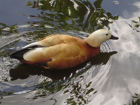 Огарь в Подмосковье