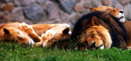 ...и тройной красотой был бы окружён