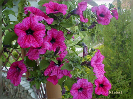 Божественно