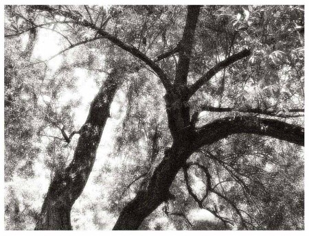 Brilliant Trees 2