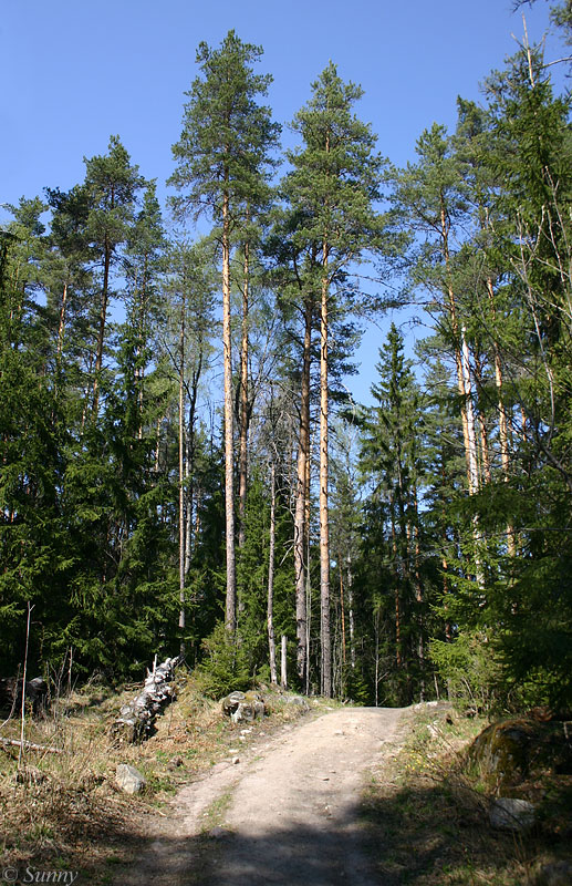 Тропинка в лес