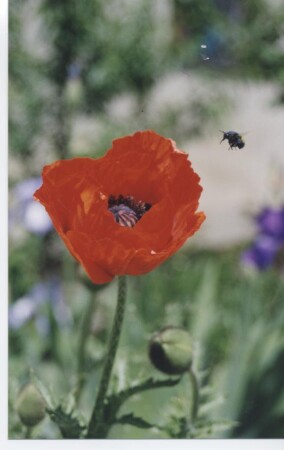 Майские маки