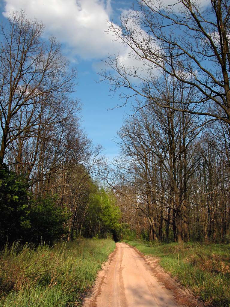 Forest road to nowhere (repost)