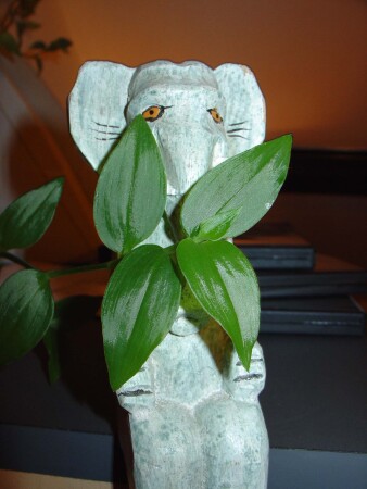 китайский слон