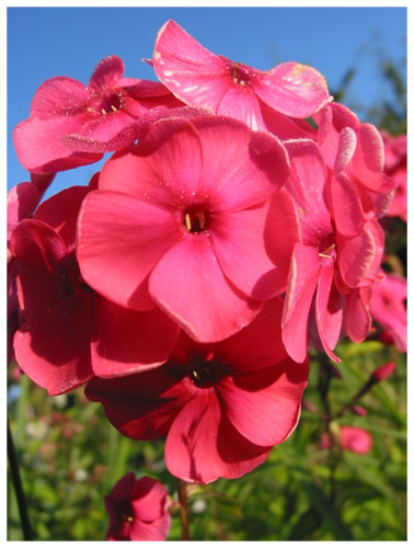 Floxes