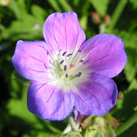Цветочек, маленький :)