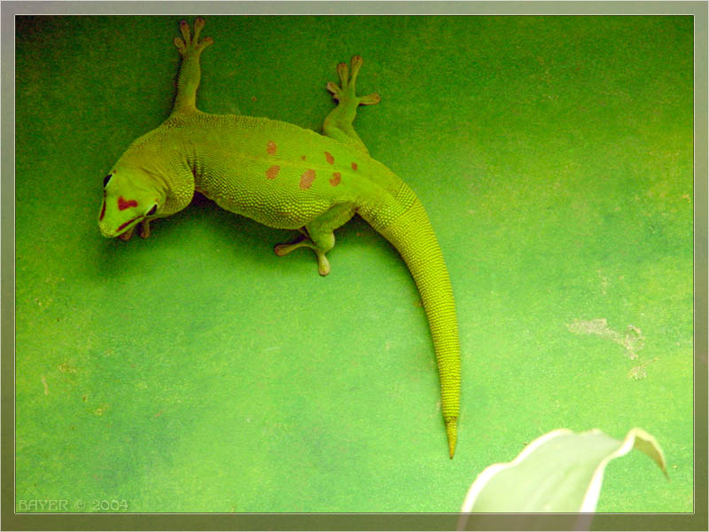 дракончик GREEN