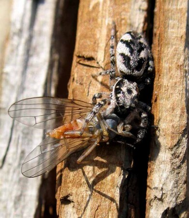 Мизгирь со своей добычей