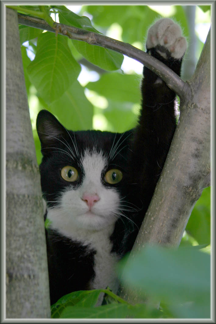 Все молоко КОТАМ! Я голосую - &quot;ЗА&quot;!!!