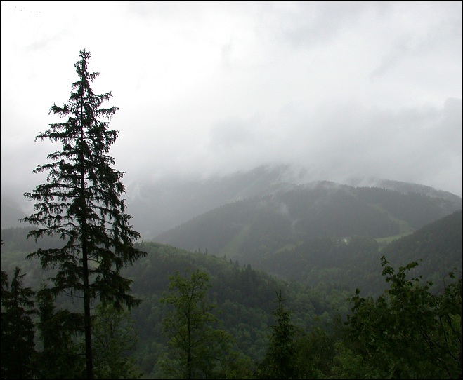 Туманная ель