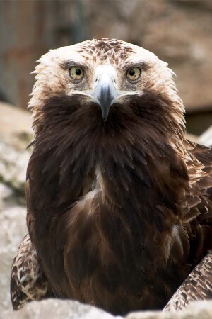 А теперь, Маугли, посмотри мне в глаза...