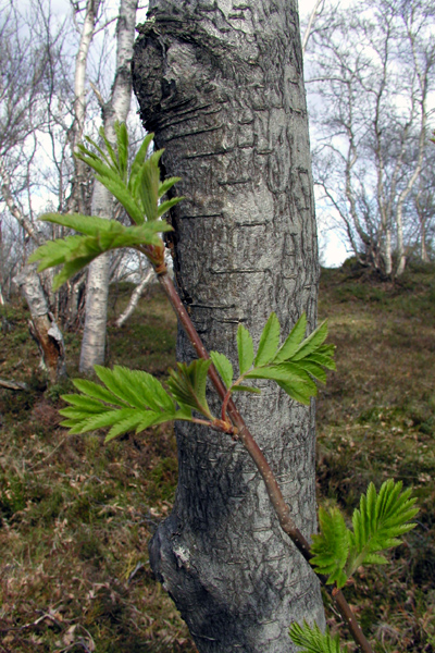 Северное лето приближается