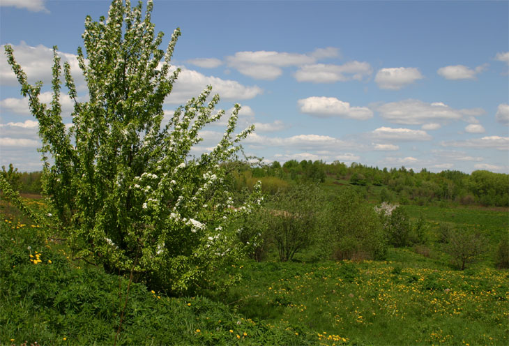 запах лета