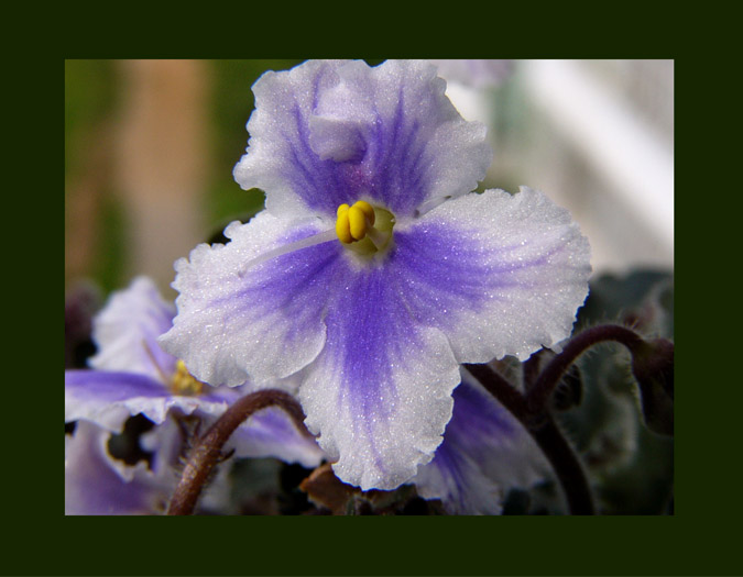 violet