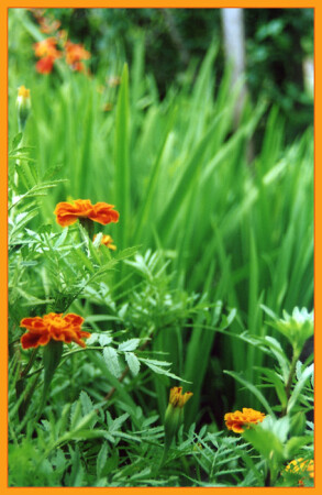 Вот они... цветочки :)