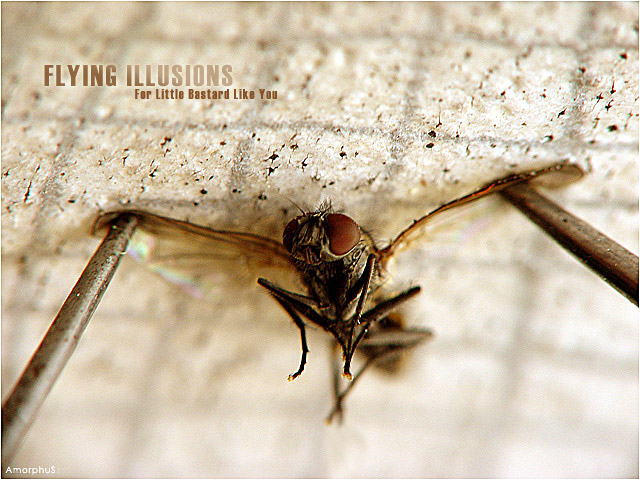 Flying Illusions