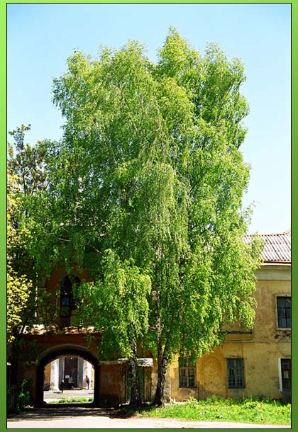 Роскошное... 