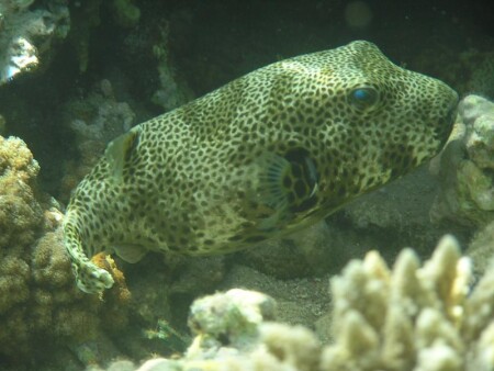 Звездчатый аротрон (Giant puffer)