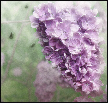 Сирень