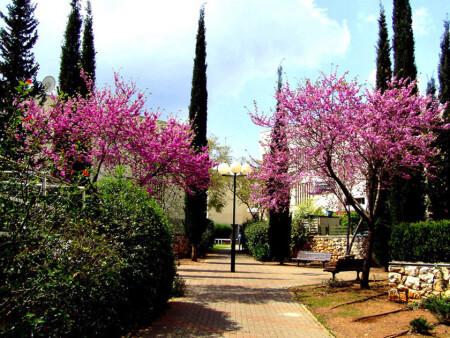 Дворик в Кармиеле